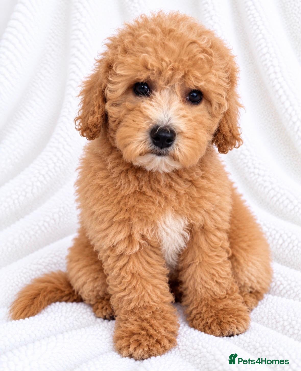 Cavapoo dogs 🐾 Cavapoo Puppies – Ready Now! 🐾 - Advert 2