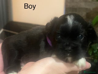 Lhasa Apso dogs KC Registered Lhasa Apso Puppies For Sale - Advert 1