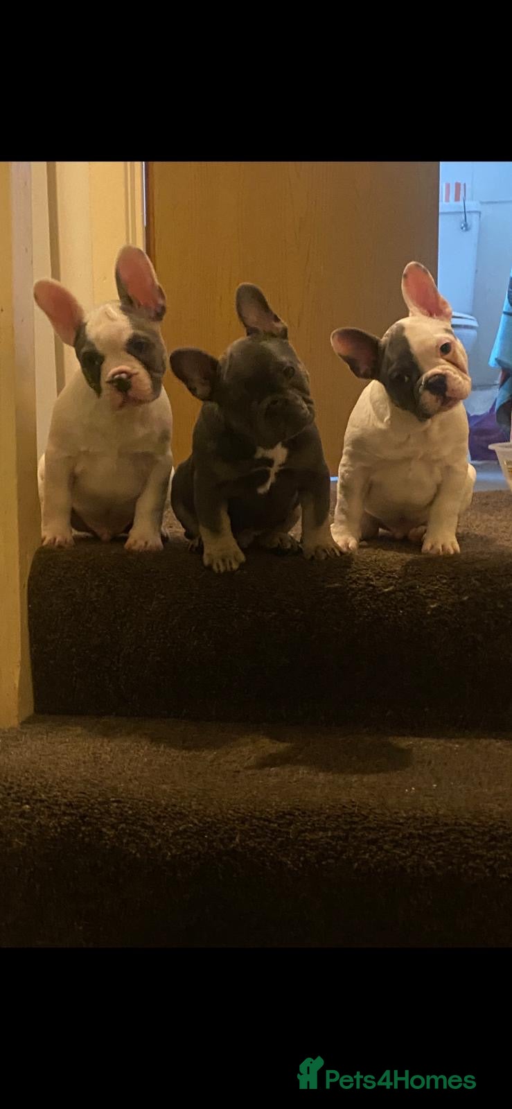 French Bulldog dogs Beautiful litter of 3 French bulldog boys  - Advert 6