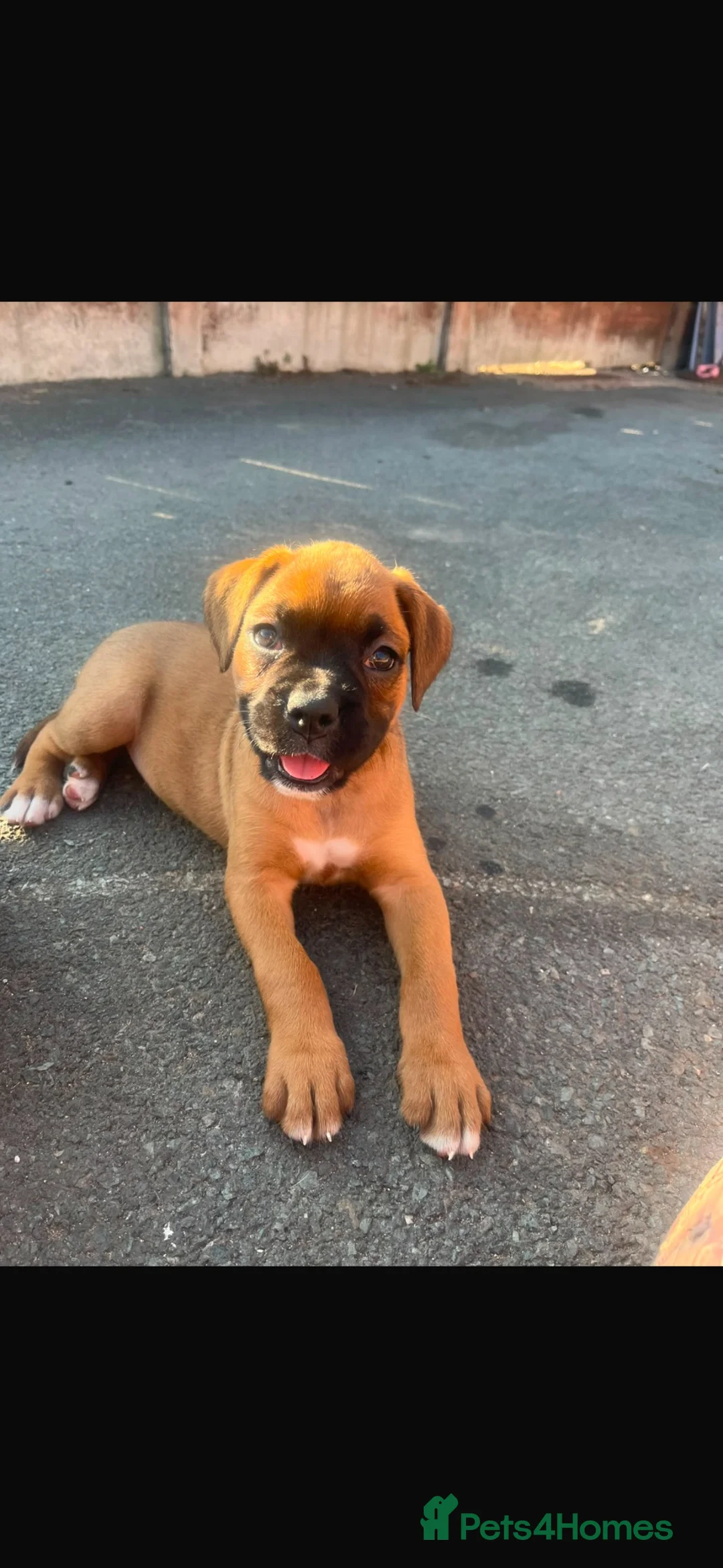 Boxer dogs for sale: Beautiful  boxer puppies 🐶❤️ - Advert 1