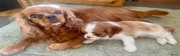 Cavalier King Charles Spaniel dogs for sale: Beautiful Ruby & Blenheim Cavalier King Charles - Advert 4
