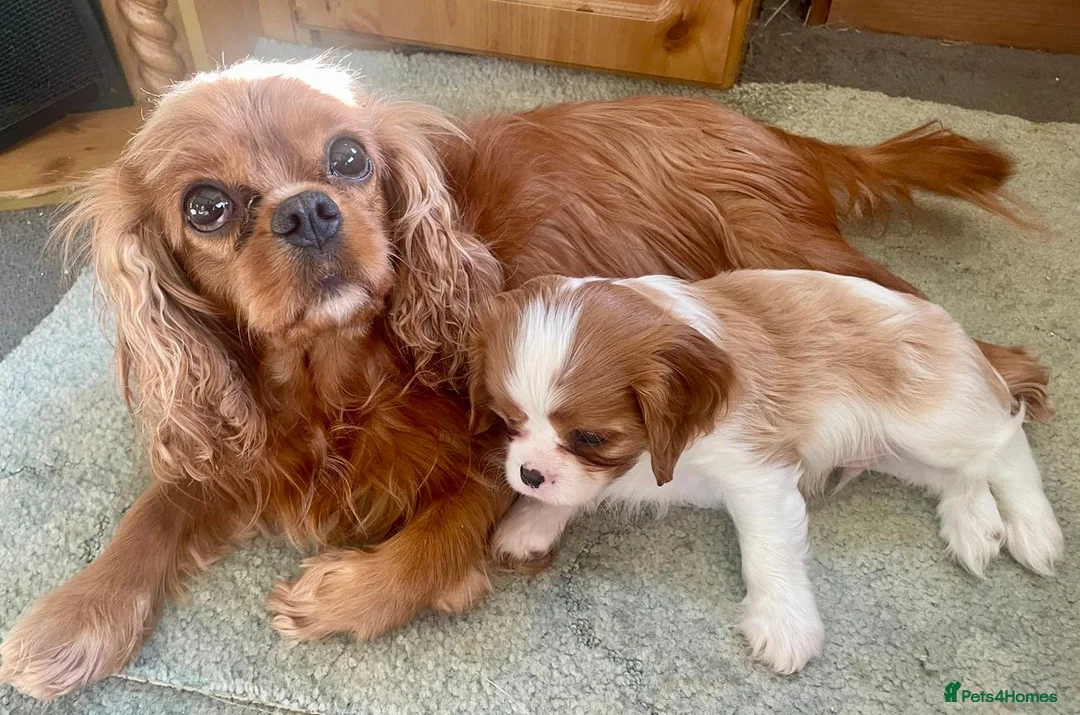 Cavalier King Charles Spaniel dogs for sale: Beautiful Ruby & Blenheim Cavalier King Charles - Advert 4