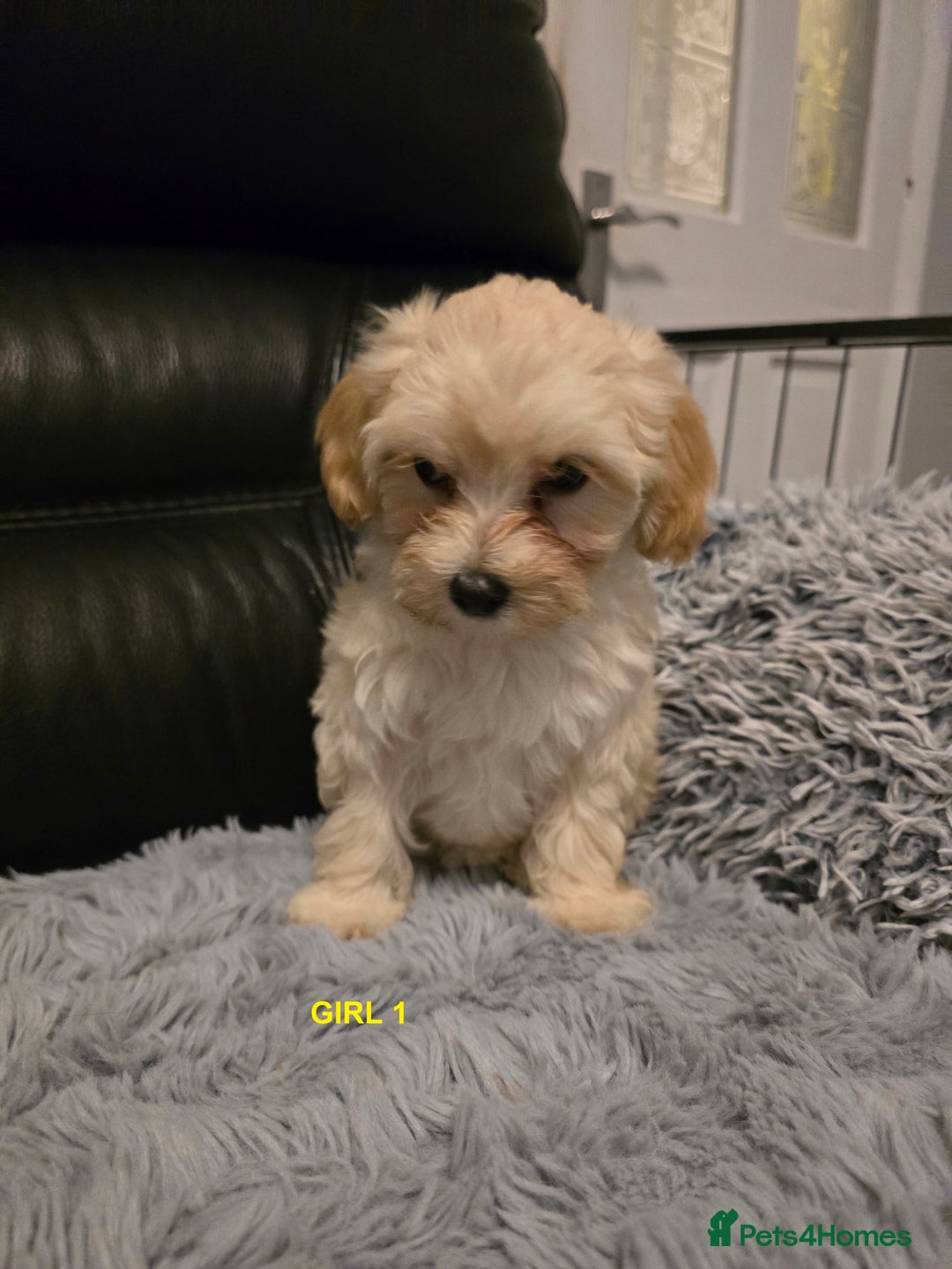 Maltipoo dogs for sale: MALTIPOO PUPPIES FOR SALE - Image 13