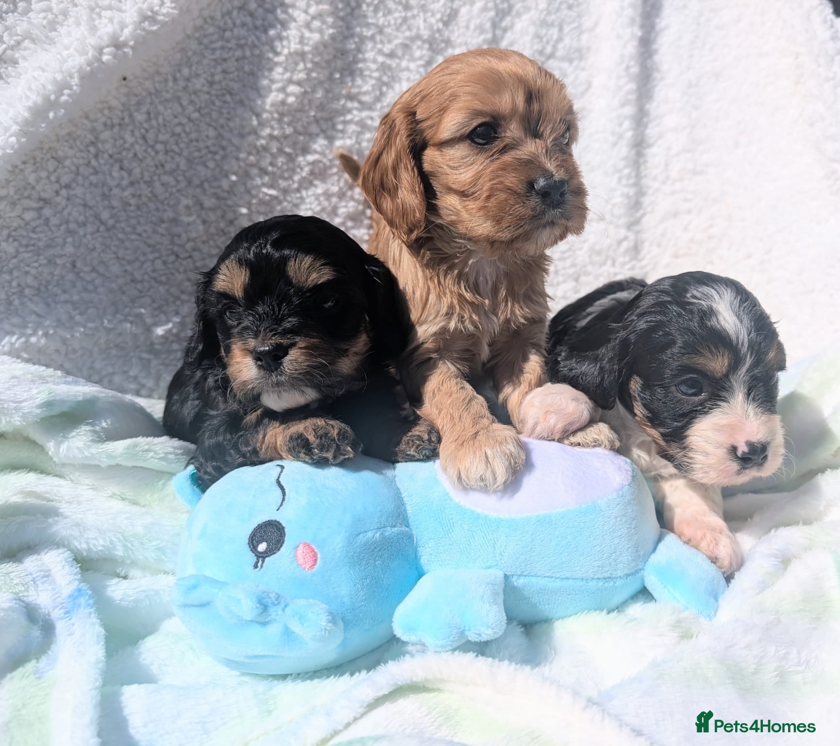 Cavapoo dogs Pretty CAVAPOO pups. Health tested parents - Advert 1