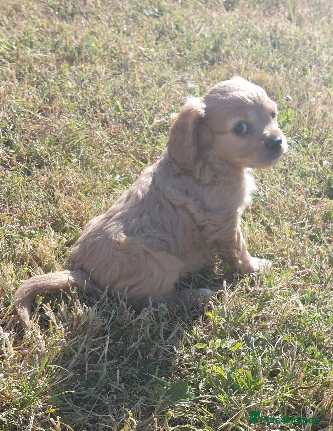 Cavalier King Charles Spaniel dogs for sale: Fluffy Cavalier King Charles X Jackapoo Puppies - Advert 1