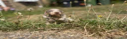 Miniature Dachshund dogs for sale: Miniature dachshund puppy  - Advert 4