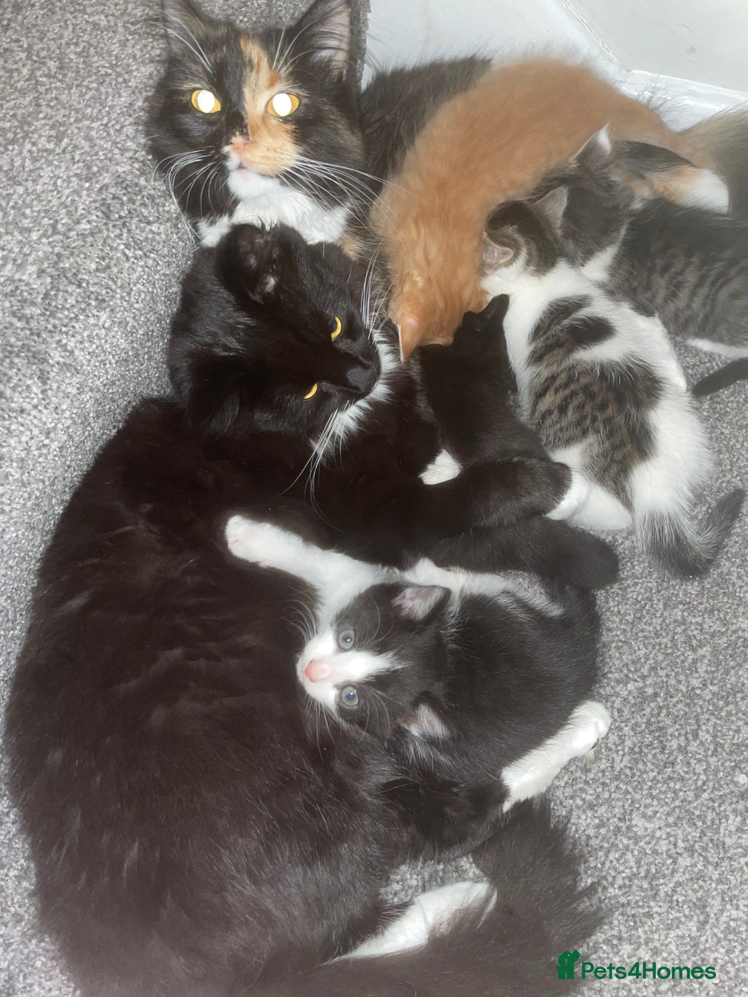 British Longhair cats for sale: Ginger kitten  - Advert 7