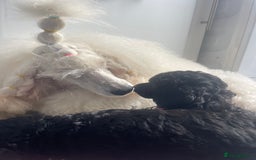Miniature Poodle dogs for sale: 🌟SHOW QUALITY🌟 Mini Poodle Puppies  - Image 6