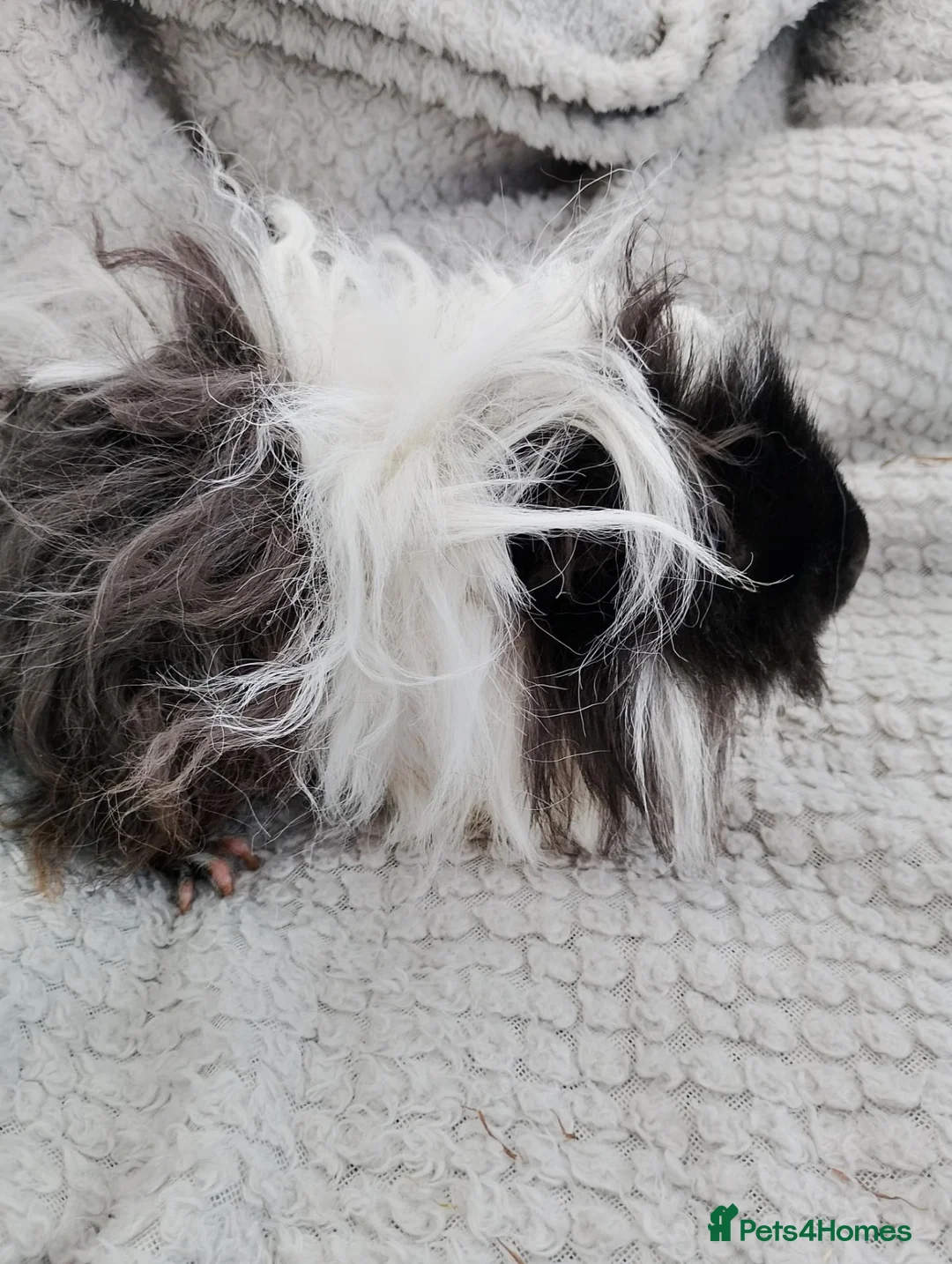 Guinea Pig rodents for sale: Lunkarya guinea pigs - Advert 2