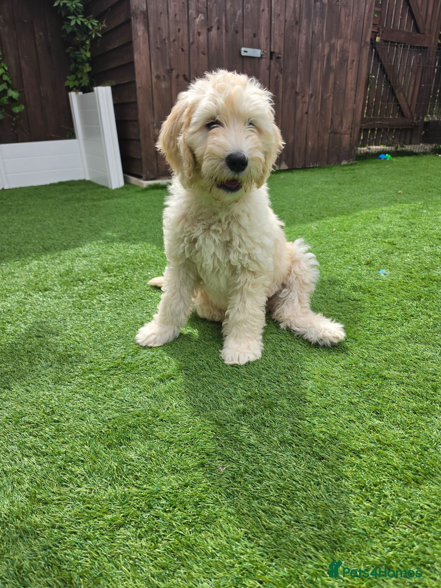 Goldendoodle dogs FB2 Multigeneration Goldendoodle Puppies. - Advert 1