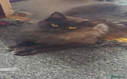 Maine Coon cats for sale: Beautiful Mainecoon kittens  - Advert 7