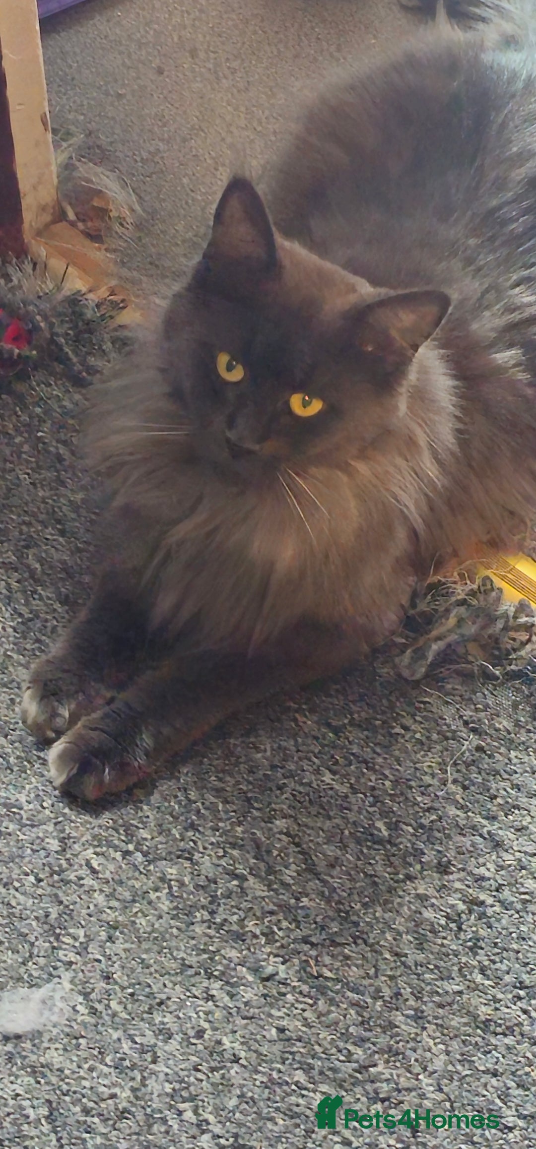 Maine Coon cats for sale: Beautiful Mainecoon kittens  - Advert 7