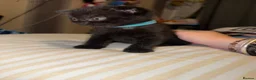 Mixed Breed cats for sale: RARE Gorgeous ScottishFold&British ShortHair  - Advert 24