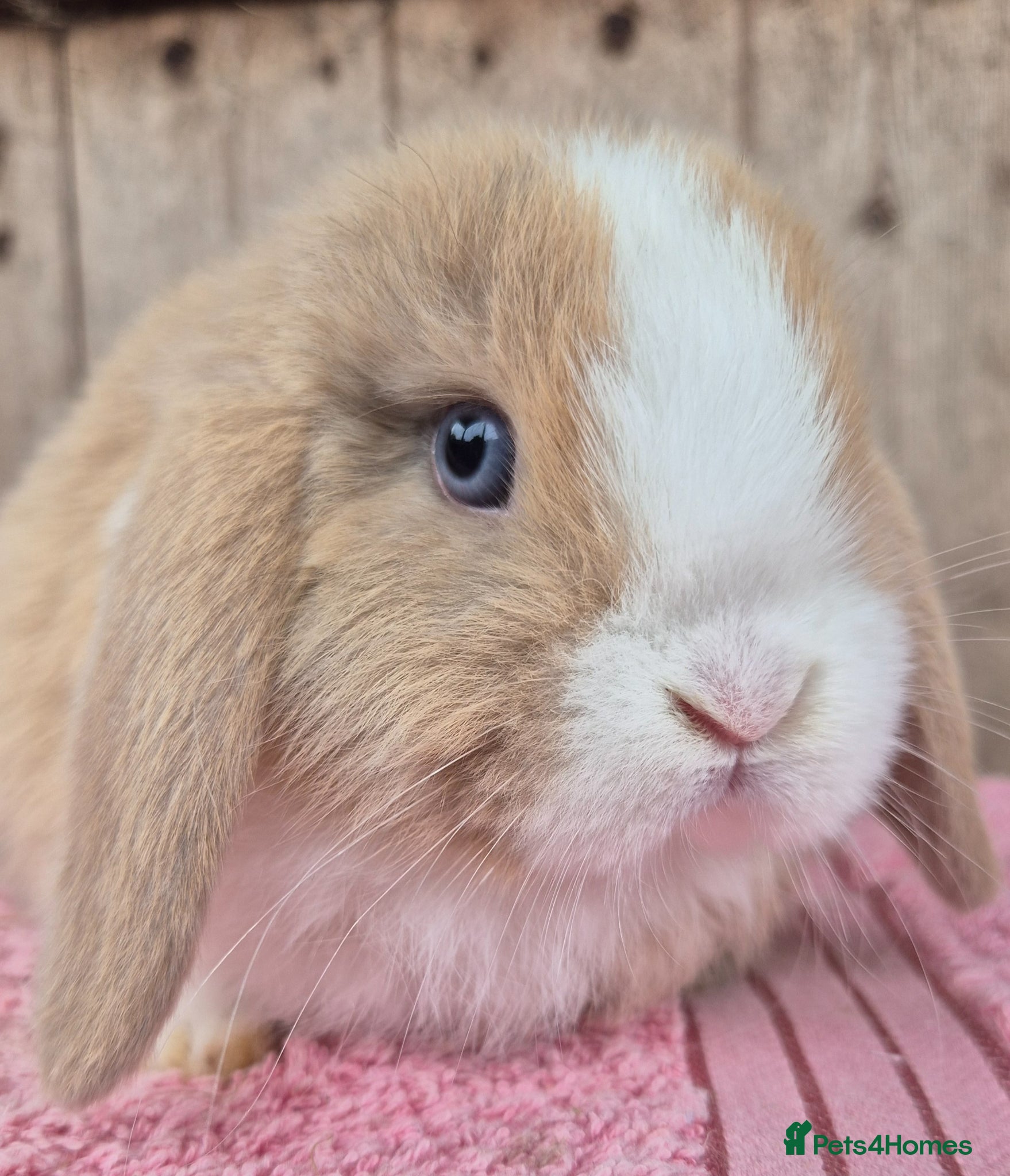 Mini Lop rabbits Mini lop babys ready now.  - Advert 1