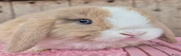 Mini Lop rabbits for sale: Mini lop babys ready now.  - Advert 1