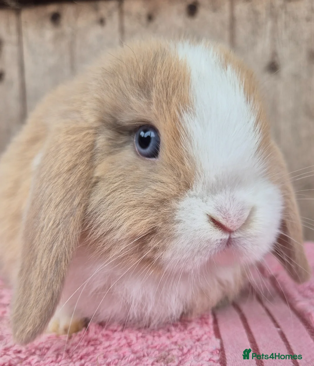 Mini Lop rabbits for sale: Mini lop babys ready now.  - Advert 1