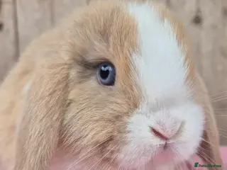 Mini Lop rabbits Mini lop babys ready now. - Advert 1