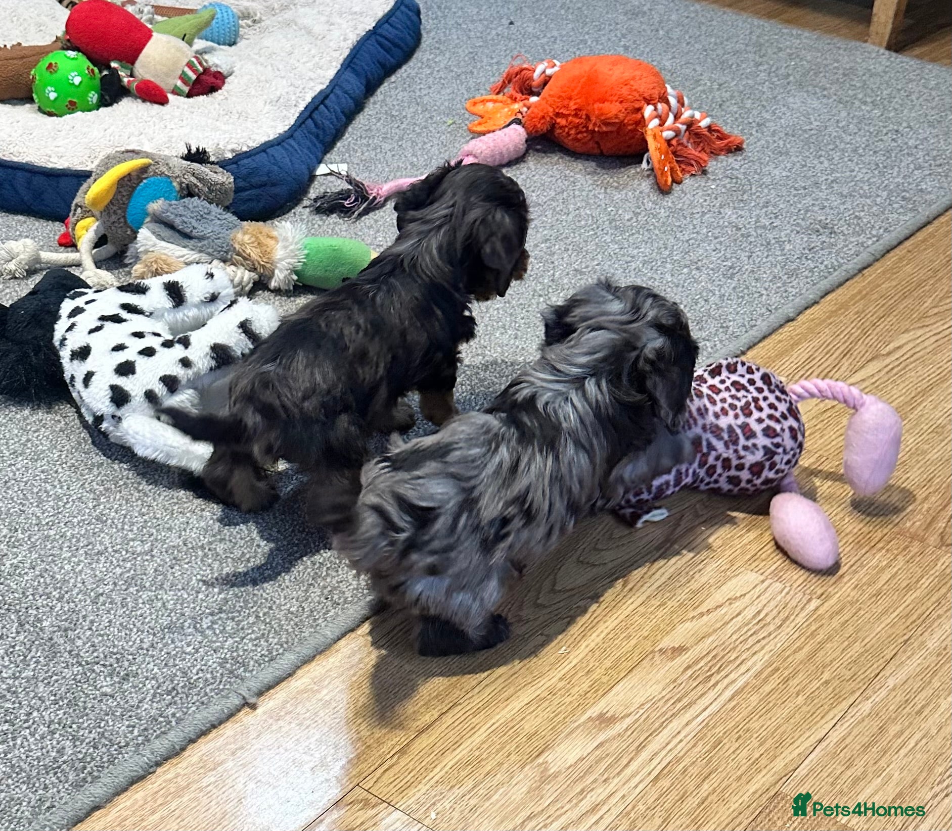 Doxiepoo dogs for sale: Stunning dachshund/poodle pups - Advert 7