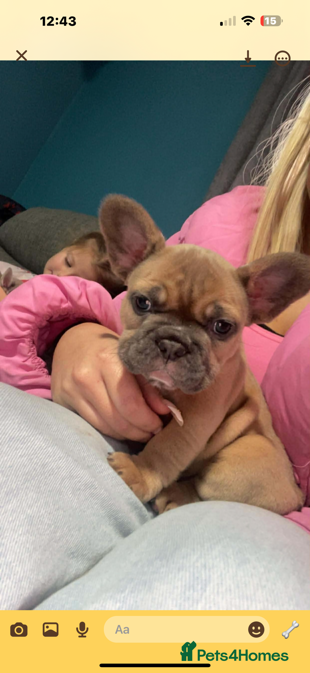 French Bulldog dogs for sale: French bulldog puppys - Advert 4