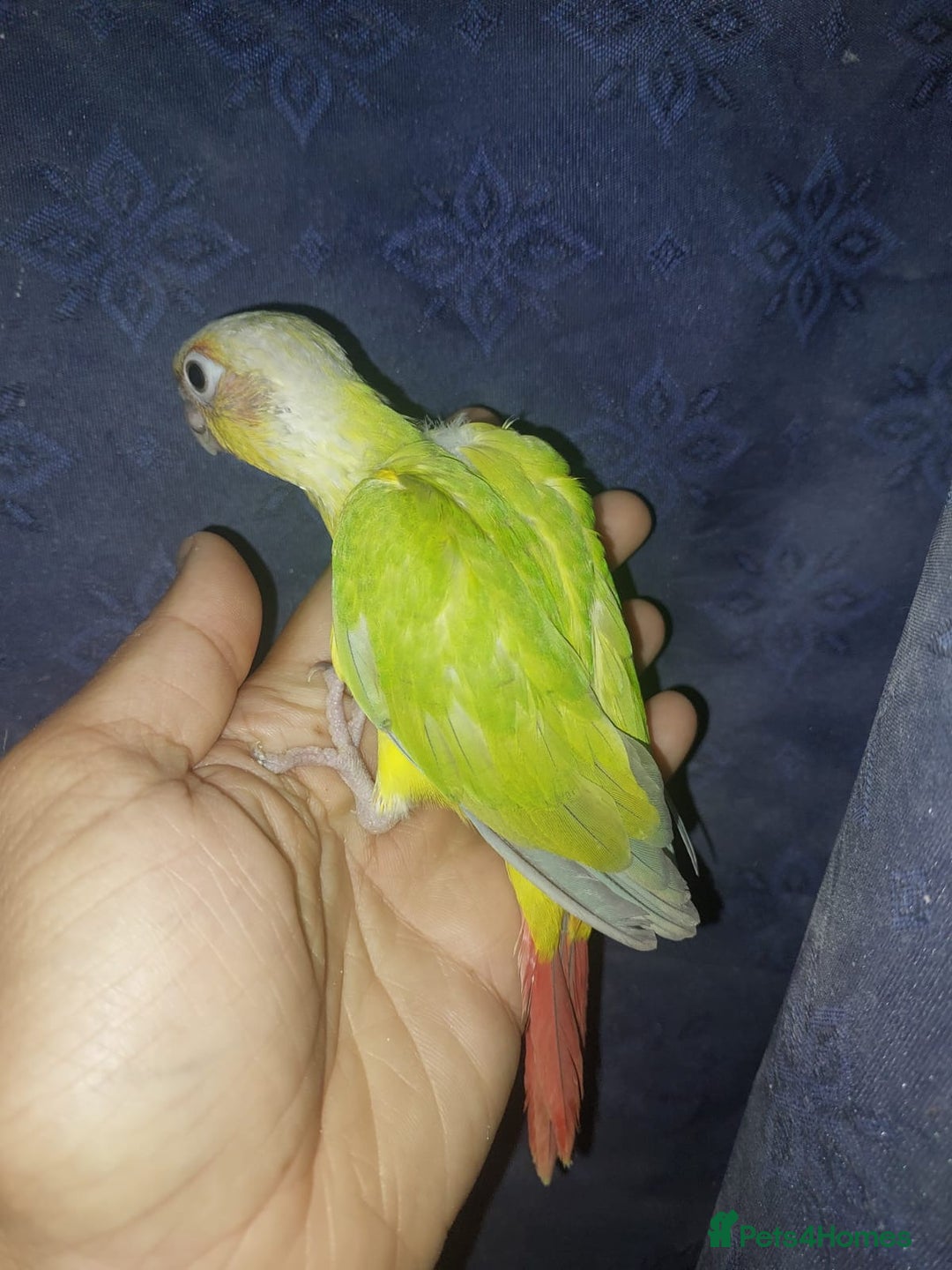 Conures birds for sale: Handrearred Conure - Image 3