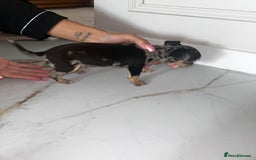 Chihuahua dogs for sale: 3/4 chihuahua 1/4 jack russell - Image 7