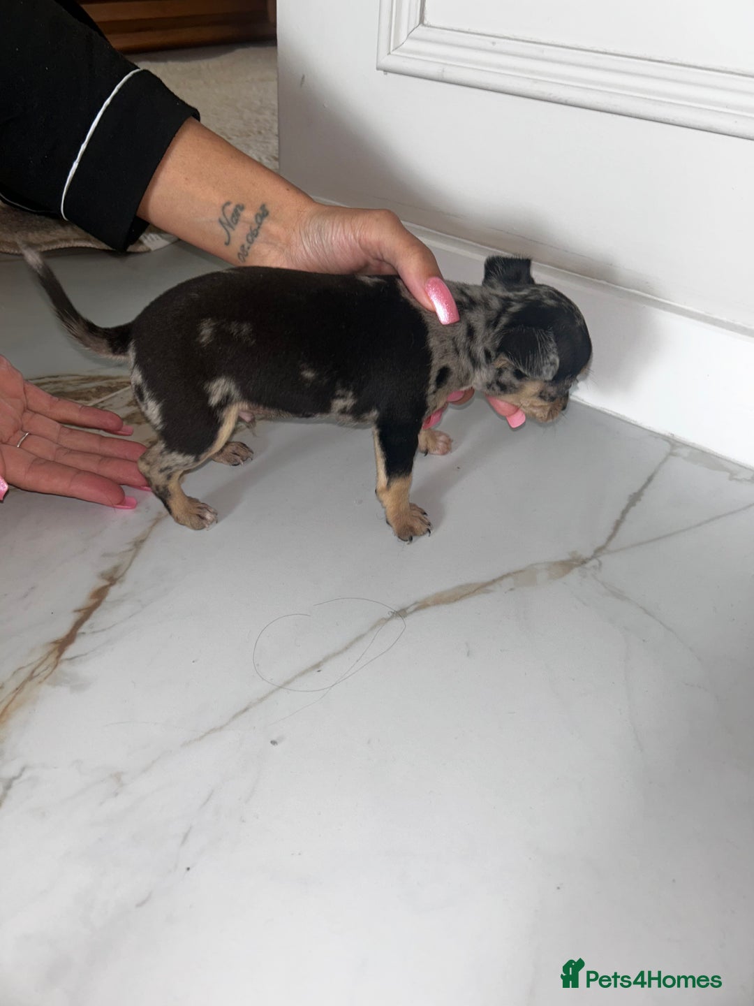Chihuahua dogs for sale: 3/4 chihuahua 1/4 jack russell - Image 7