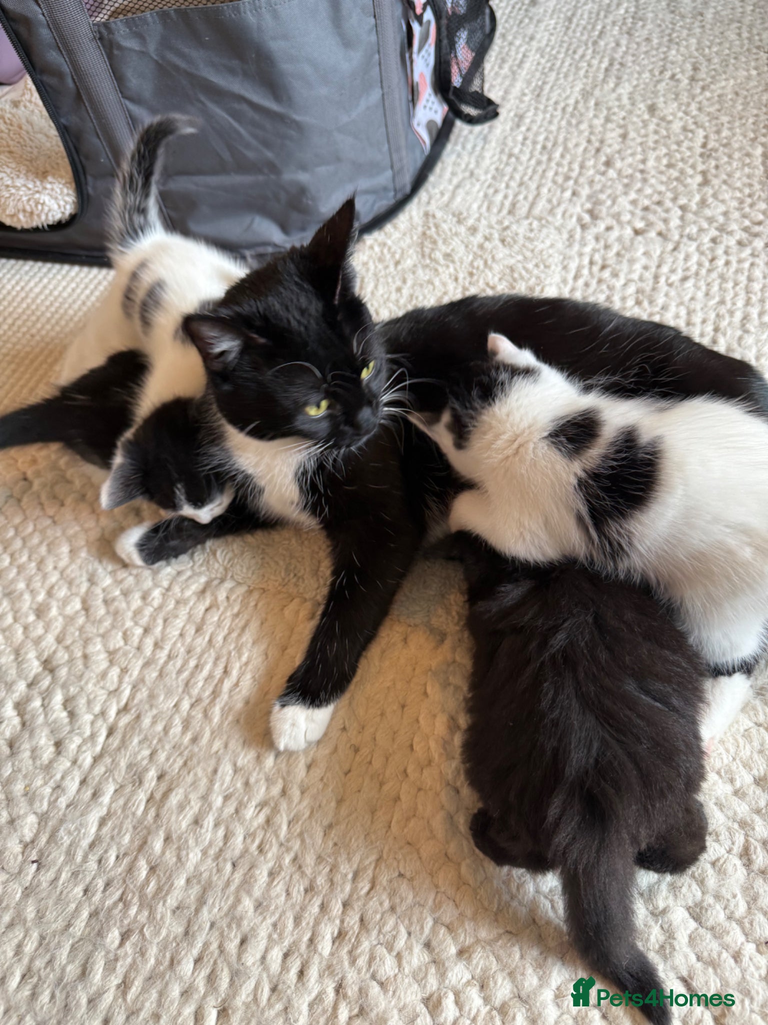 Mixed Breed cats Tuxedo - great mixed breed kittens - Advert 10
