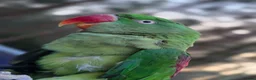 Parrots birds for sale: Alexandrin parrot for rehome. in Leeds - Advert 5