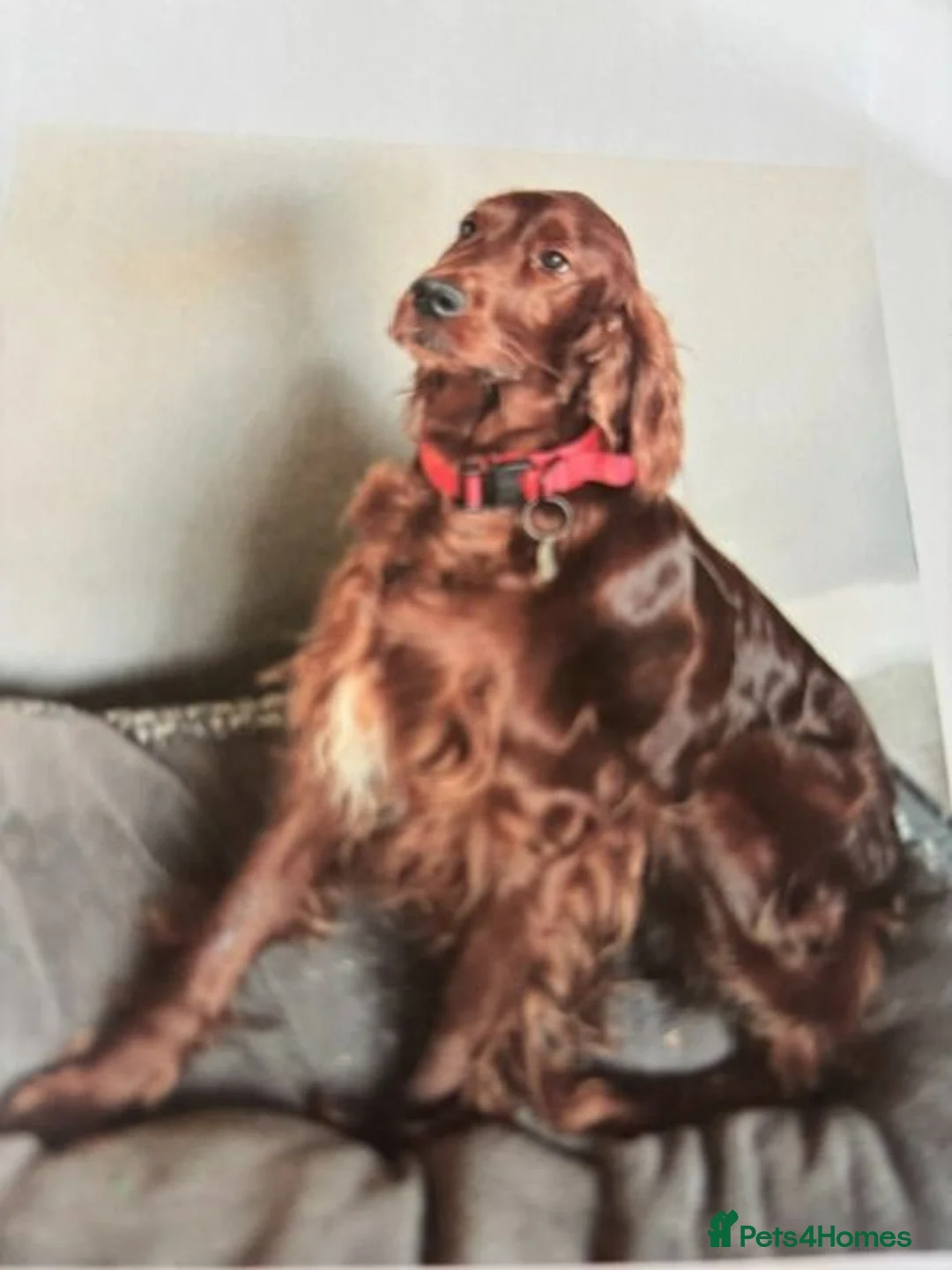 Irish Setter dogs for sale: Irish Red Setter Puppies in Weston-super-Mare - Advert 1
