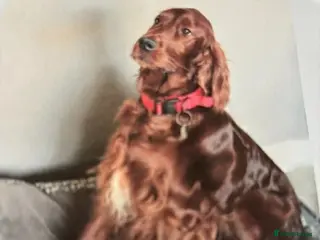 Irish Setter dogs Irish Red Setter Puppies - Advert 1