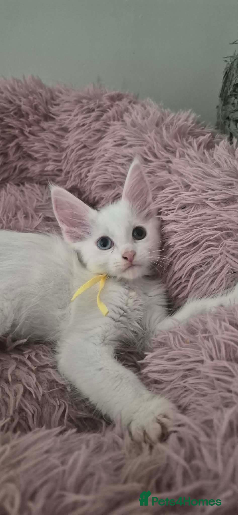 Maine Coon cats for sale: Beautiful XL Maine coons  - Advert 2