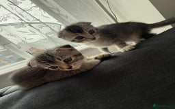 Scottish Fold cats for sale: Scottish kittens - Image 12