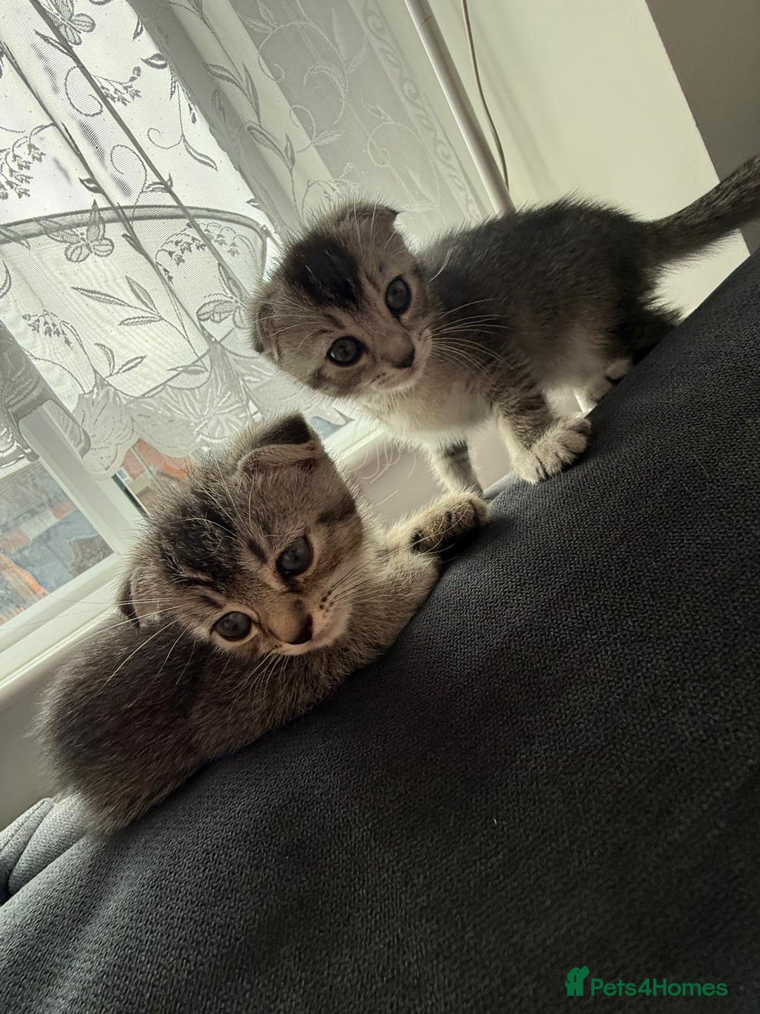 Scottish Fold cats for sale: Scottish kittens - Image 12