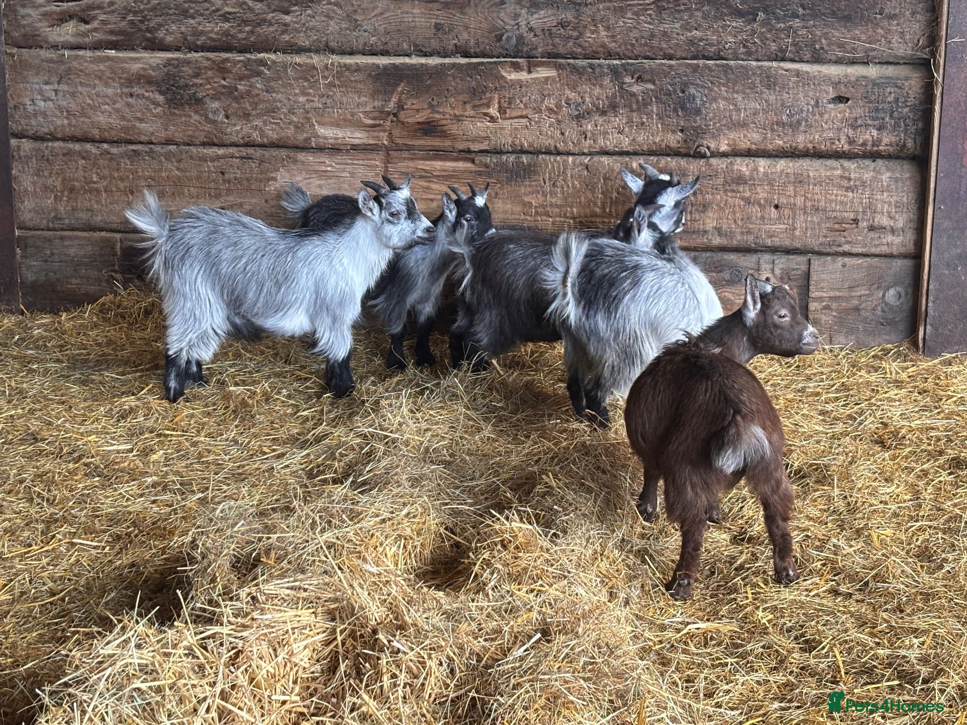 Goats livestock for sale: Pygmy Goat Wethers  - Advert 17