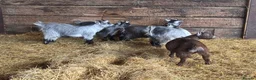 Goats livestock for sale: Pygmy Goat Wethers  in Gloucester - Advert 1