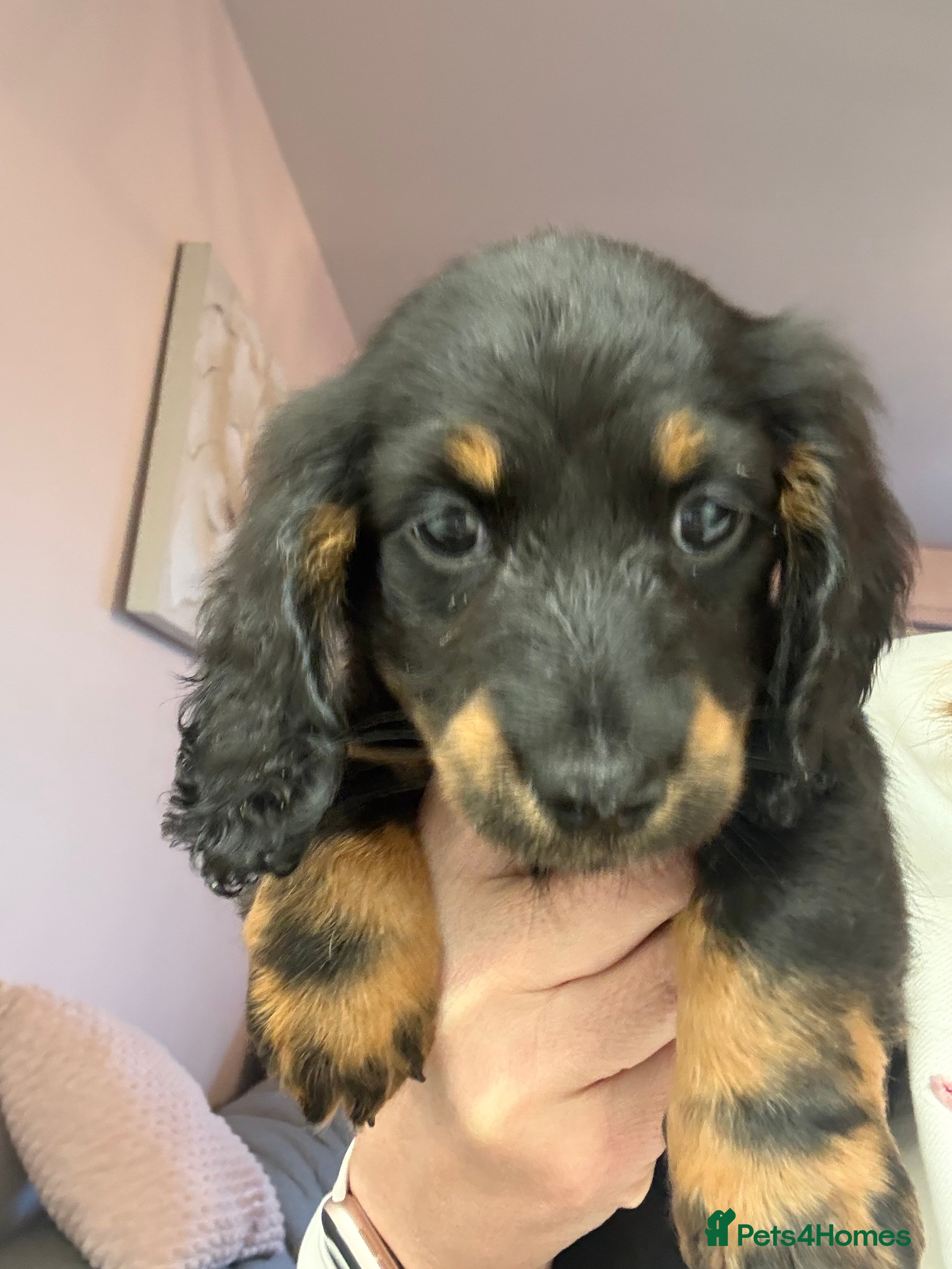 Miniature Dachshund dogs **Reduced** Miniature Long Haired Daschunds - Advert 2