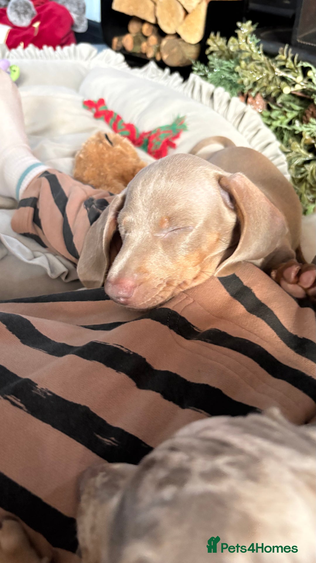 Miniature Dachshund dogs for sale: Stunning Miniature dachshund last boy left  - Advert 15