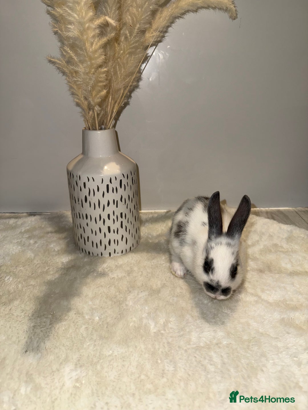 Mixed Breed rabbits for sale: Mixed Mini Rex breed  - Advert 8