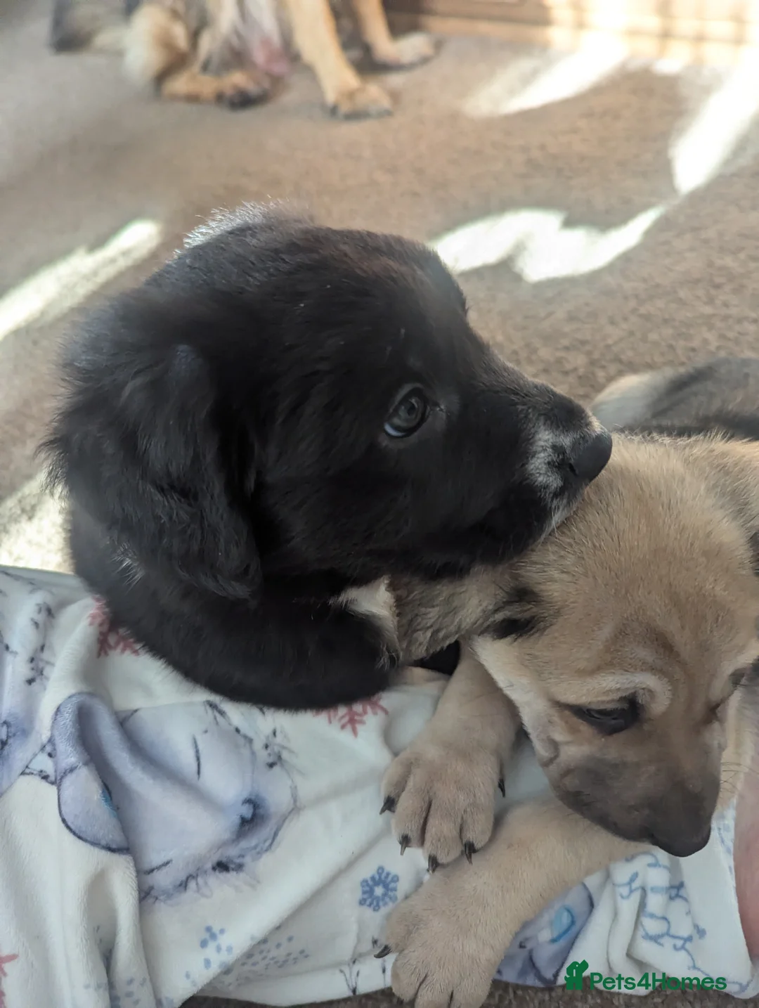 Mixed Breed dogs for sale: German shepherd cross spaniel/staff - Advert 1