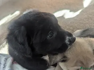 Mixed Breed dogs German shepherd cross spaniel/staff - Advert 2