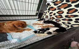 Cavalier King Charles Spaniel dogs for stud: Ruby Cavalier King Charles Spaniel for Stud - Image 5