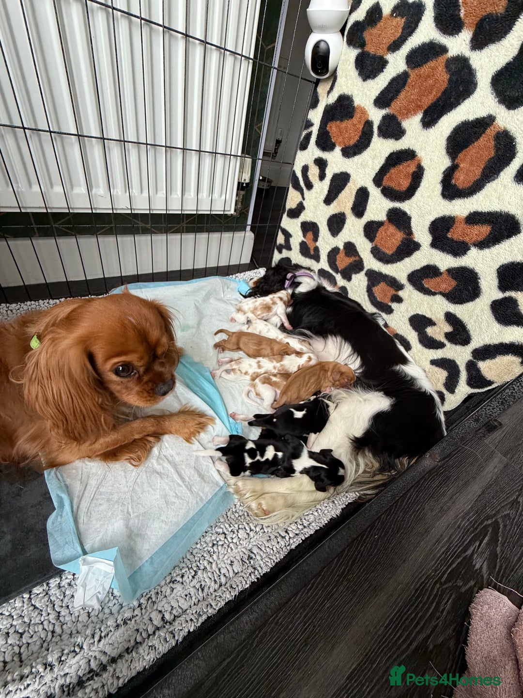 Cavalier King Charles Spaniel dogs for stud: Ruby Cavalier King Charles Spaniel for Stud - Image 5