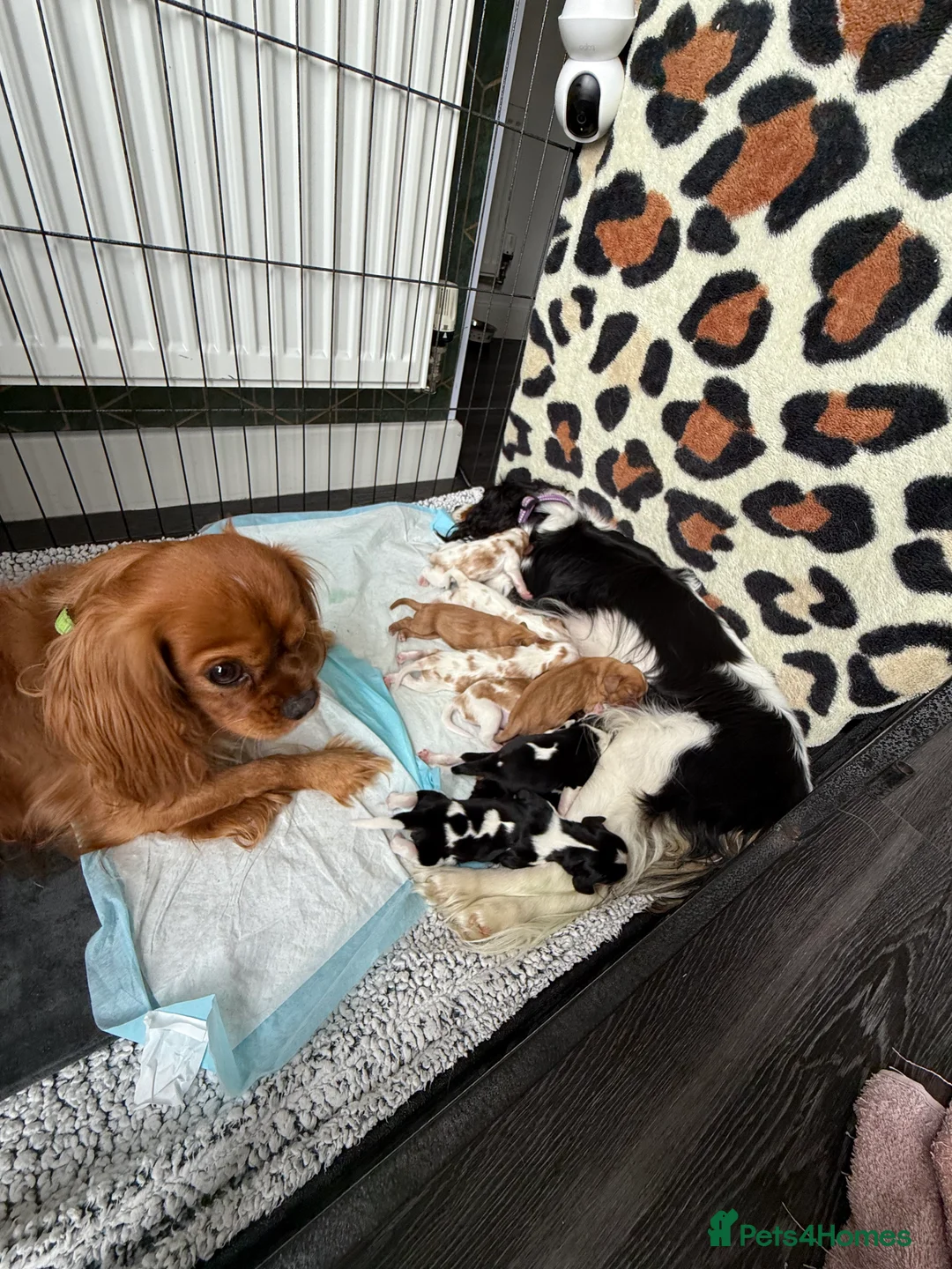 Cavalier King Charles Spaniel dogs for stud: Ruby Cavalier King Charles Spaniel for Stud - Advert 9