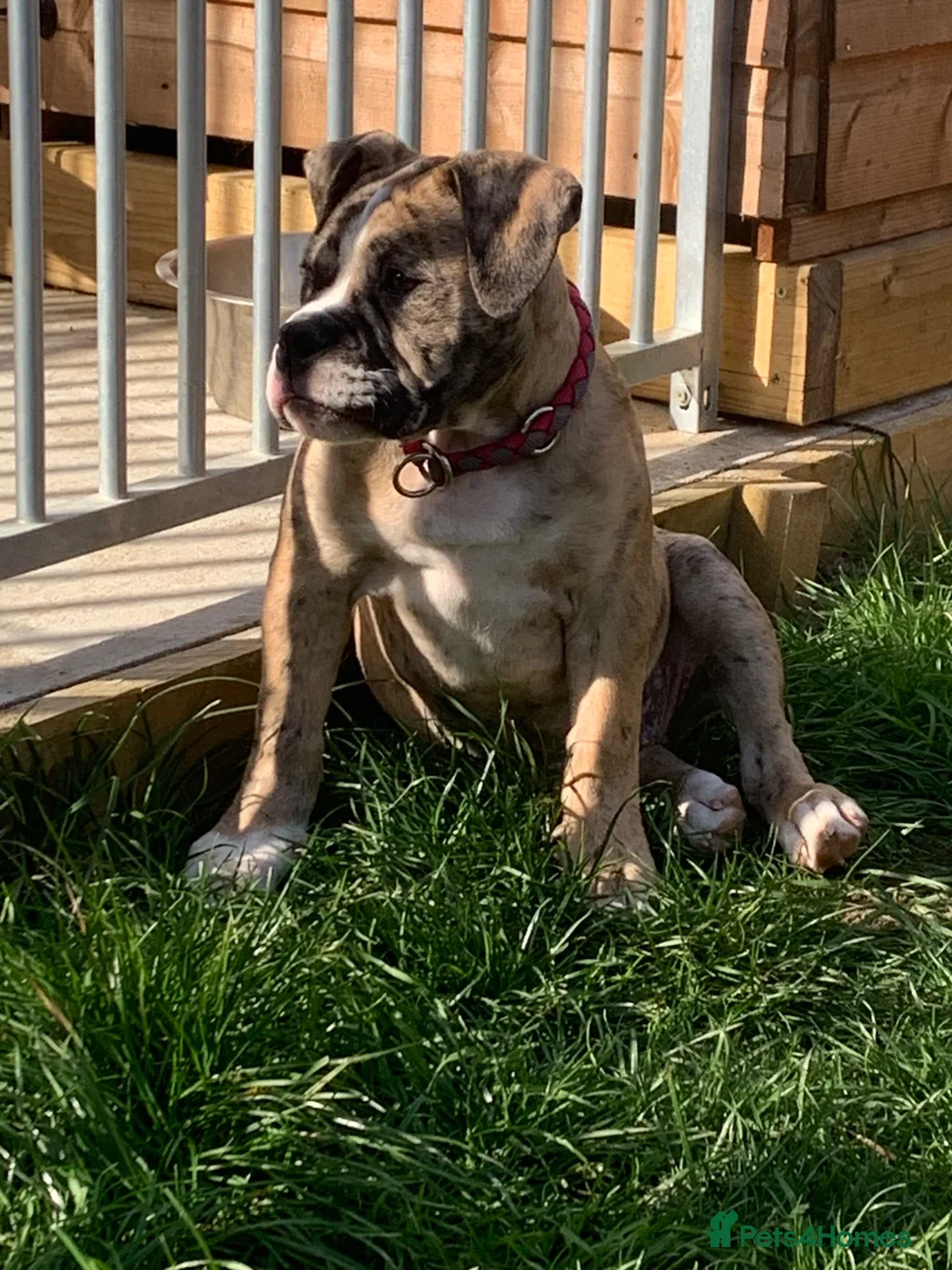 Old Tyme Bulldog dogs for sale: Mya NEBBR Registered old thyme bulldog NO KIDS in Braintree - Advert 2