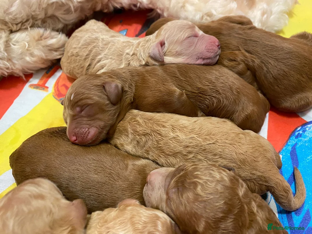 Goldendoodle dogs for stud: Goldendoodle Standard size (proven)  in Manchester - Advert 19