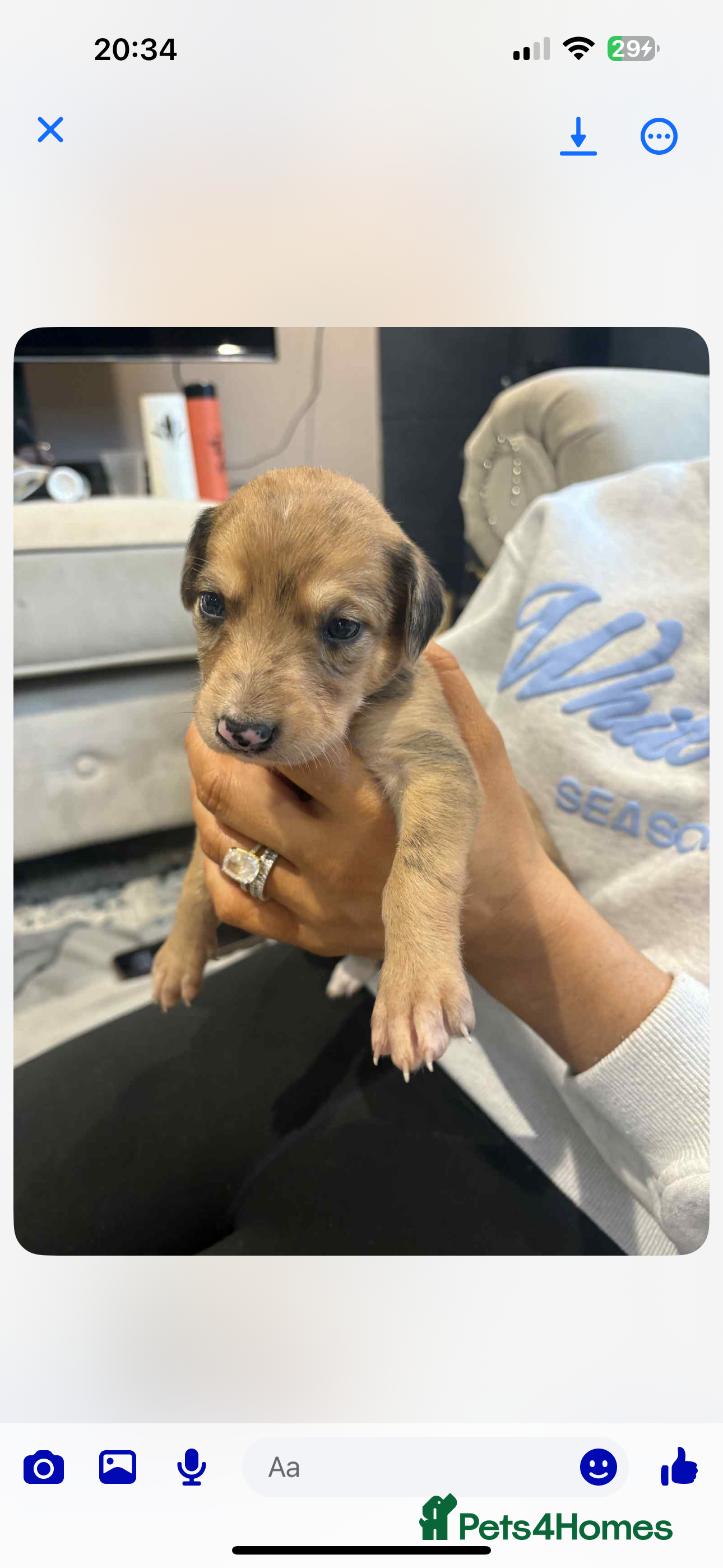 Lurcher dogs 3 LEFT - ready 7/12 Beautiful lurcher puppies  - Advert 1