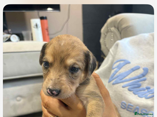 Lurcher dogs 3 LEFT - ready 7/12 Beautiful lurcher puppies - Advert 7