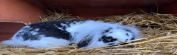 Mini Lion Lop rabbits for sale: Lionhead lion male  - Advert 5