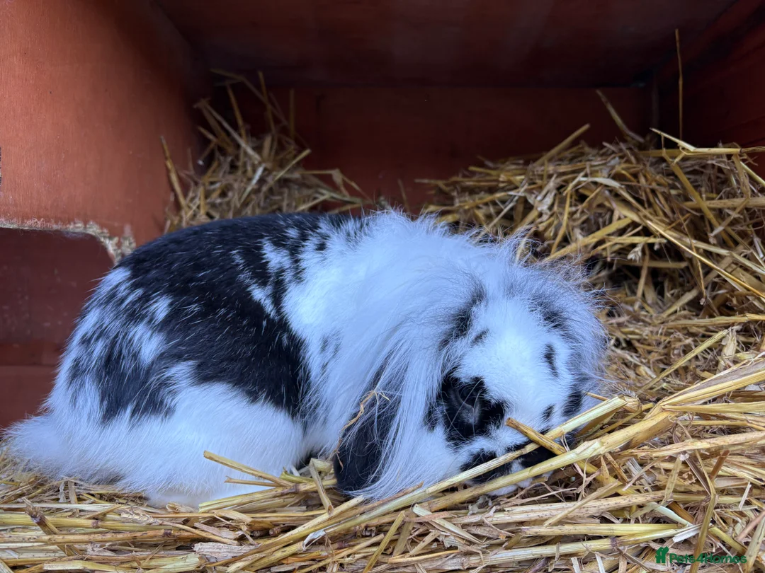 Mini Lion Lop rabbits for sale: Lionhead lion male  - Advert 5