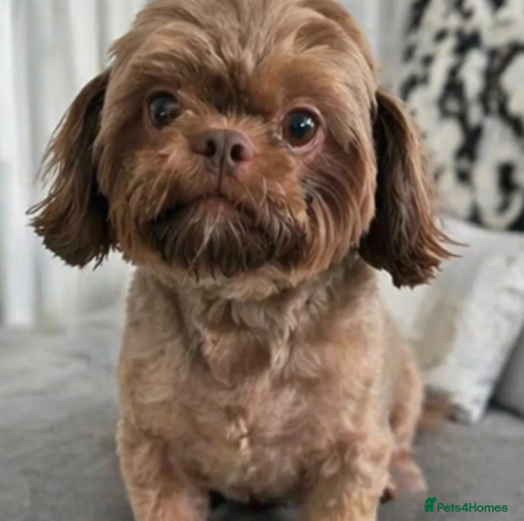 Shih Tzu dogs for sale: Mature Companion seeks Retired Person - Advert 2